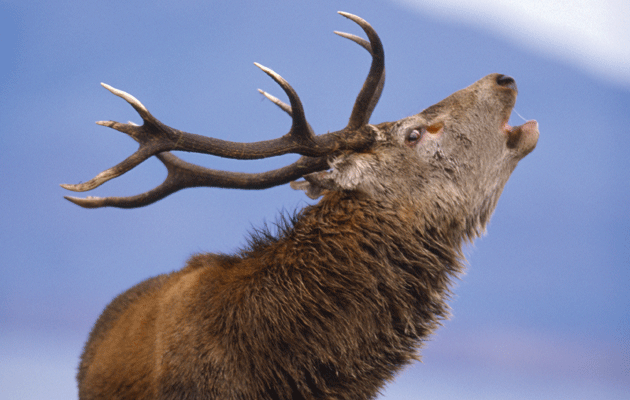 RSPB deer cull under fire from animal rights campaigners