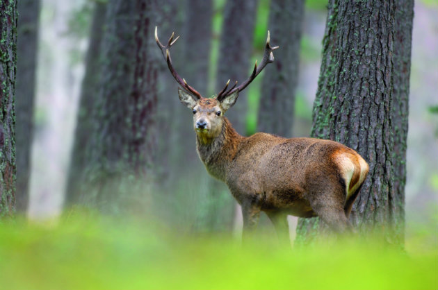 deerstalking 