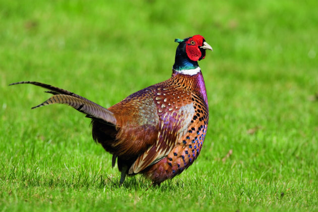 RSPB to review gameshooting and land management