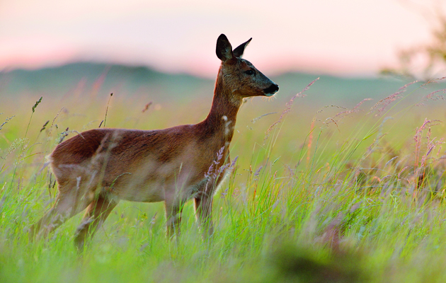 Improving deer management