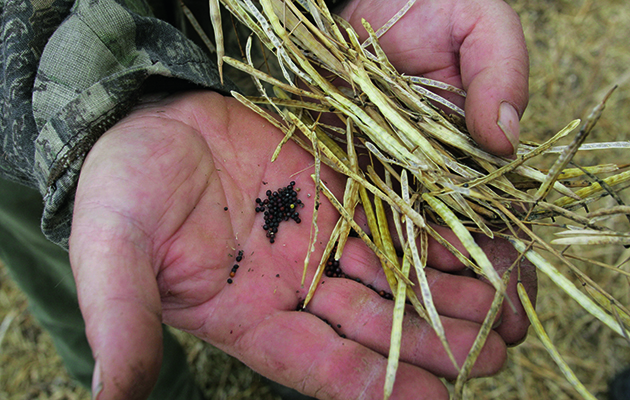 Harvest shooting