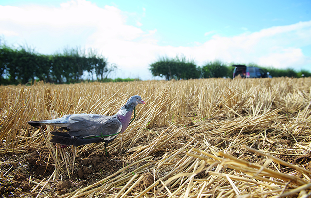 harvest shooting 