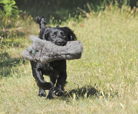 Gundogs struggling with headwind retrieves