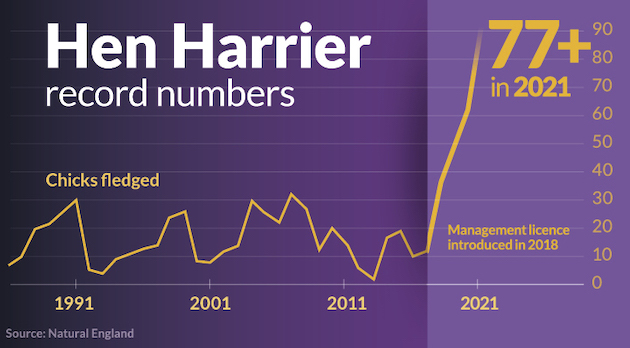 hen harrier numbers 
