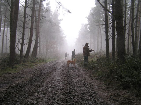 Shooting benefits woodland conservation