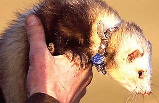 Do ferrets need a drink of water while working?