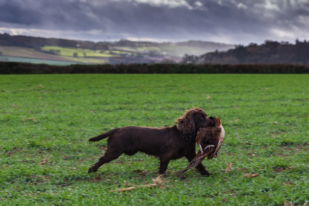 cocker spaniel retrieving game 