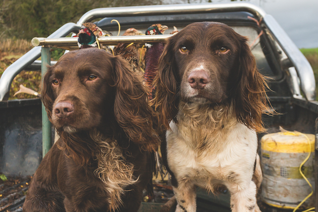 Why have I got such competitive spaniels?