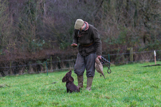 cocker spaniel in field