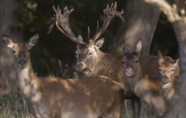 Deer management: GBSA winner Chris Dalton&#8217;s real-world guide