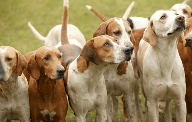RSPCA drops its final hunting case