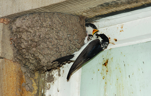 House martins