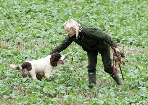 How do I NOT mess up my fully trained gundog?