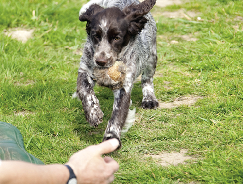How many retrieves should I give my puppy each day?