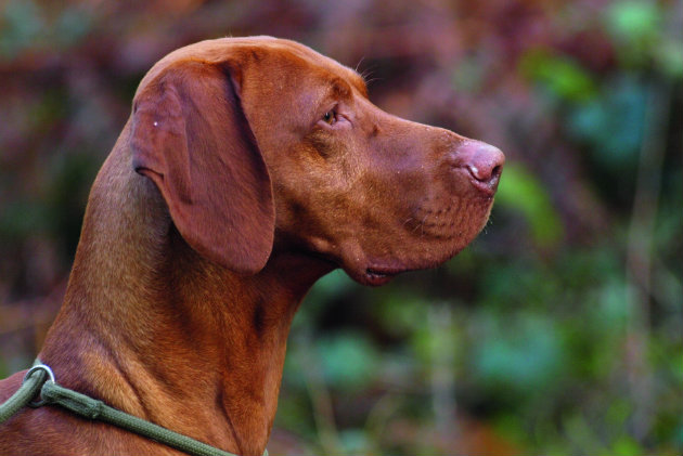 Hungarian vizsla