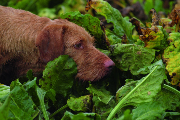 Popular gundog breeds Hungarian wirehaired vizsla