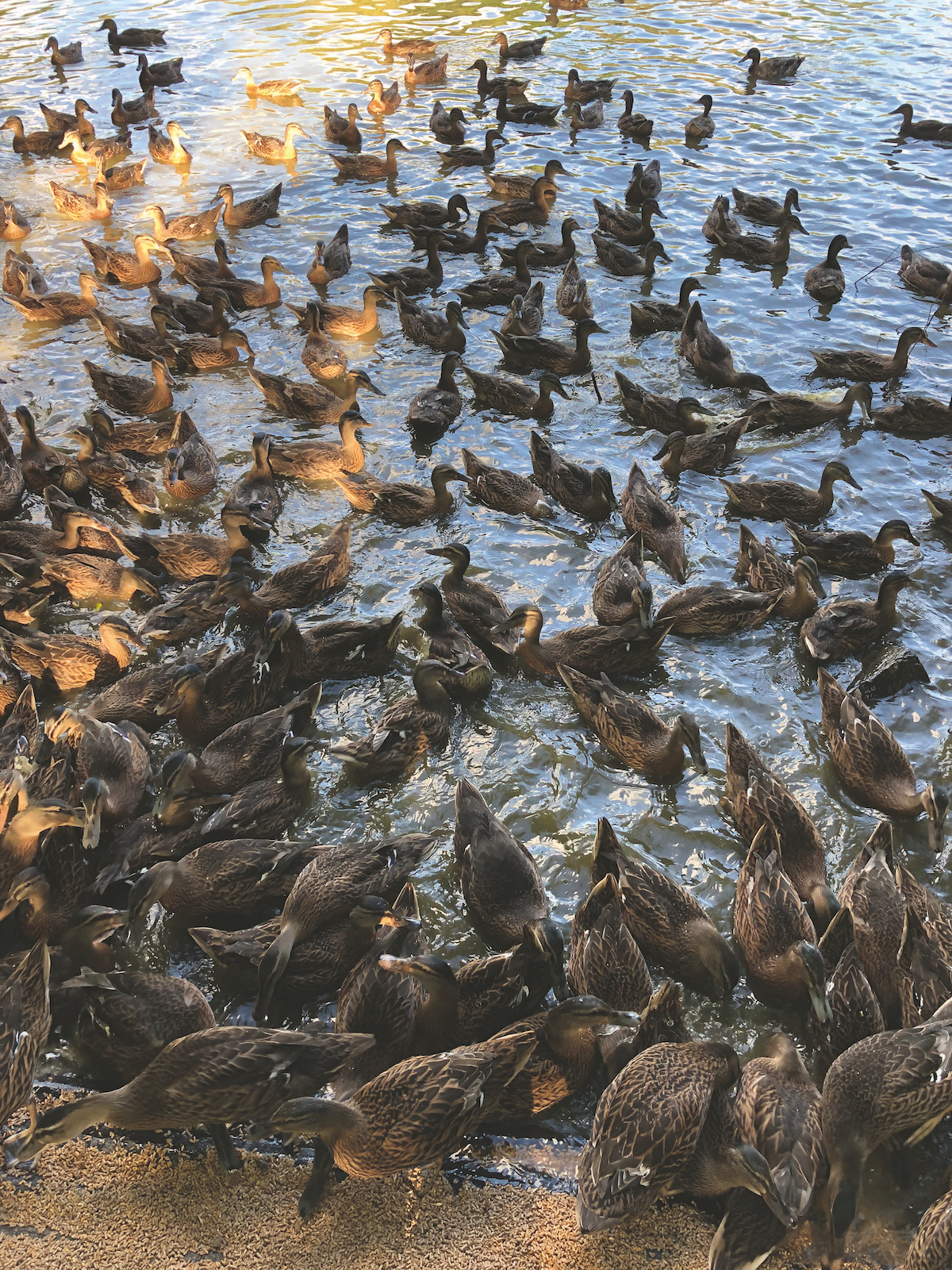 ducks