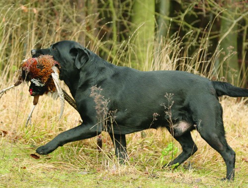 Is four meals a day too much for a 14 month Lab?