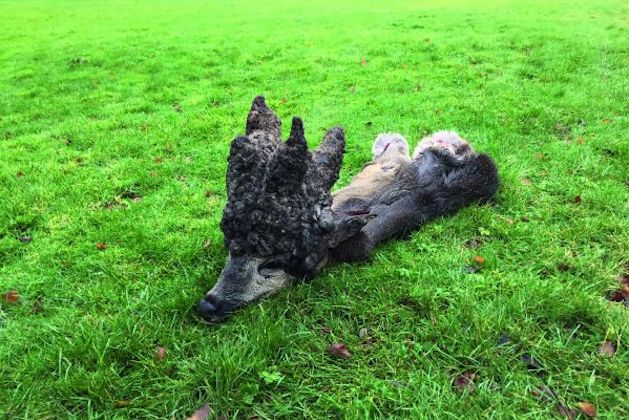 perruque deer 