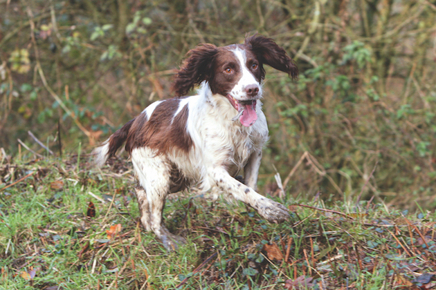 hunting a hedgerow