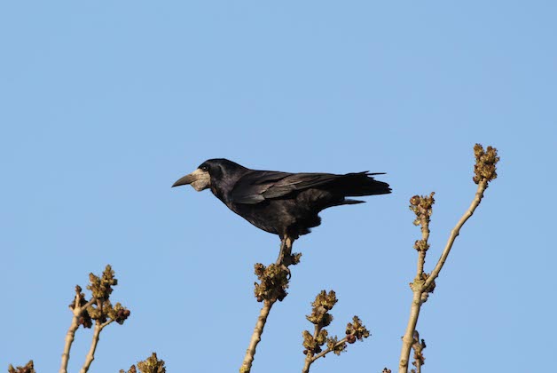Rook 
