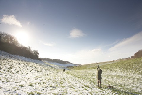 Pheasant shooting at Iwerne Minster, Dorset