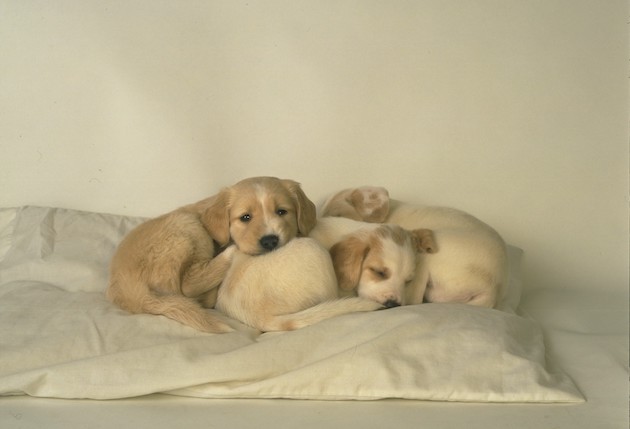 Labrador puppies 