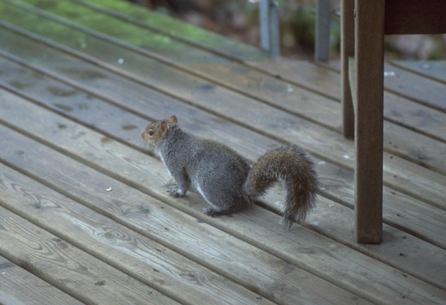grey squirrel 