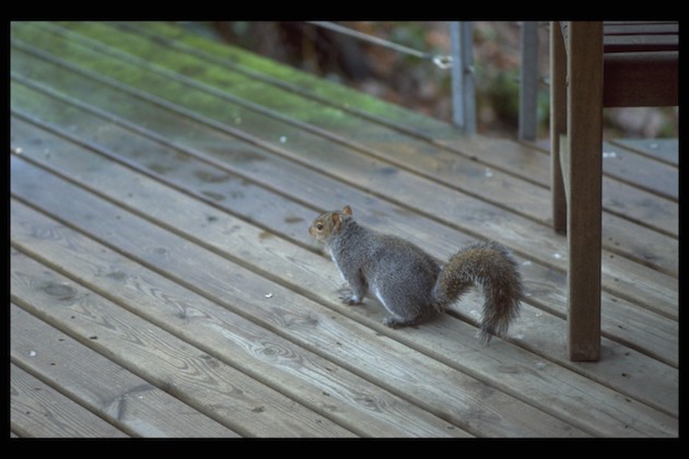 grey squirrel