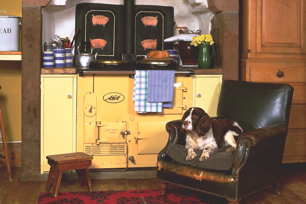 spaniel on chair by AGA 