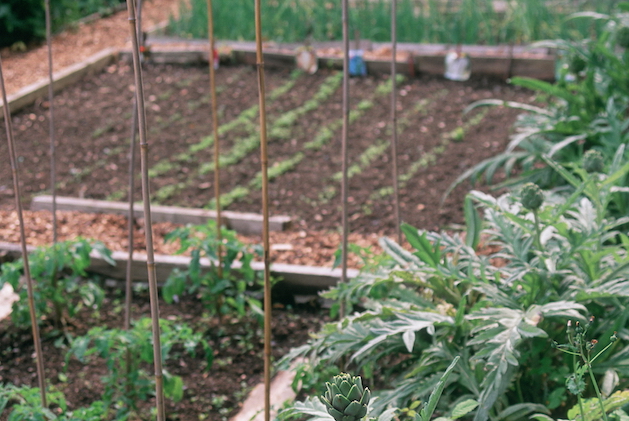 vegetable garden 