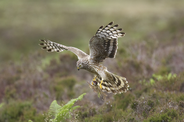 General licences restricted on Leadhills Estate following wildlife crime