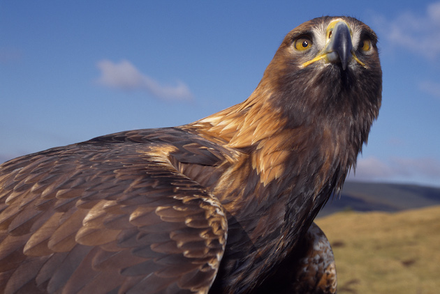 Gamekeepers struggle to save the life of eagle