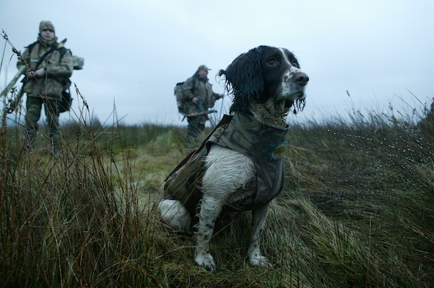 neoprene coat on dog 