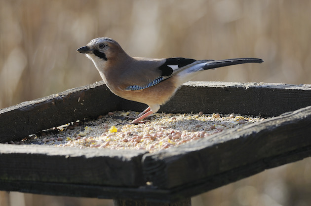 Jay on bird table 