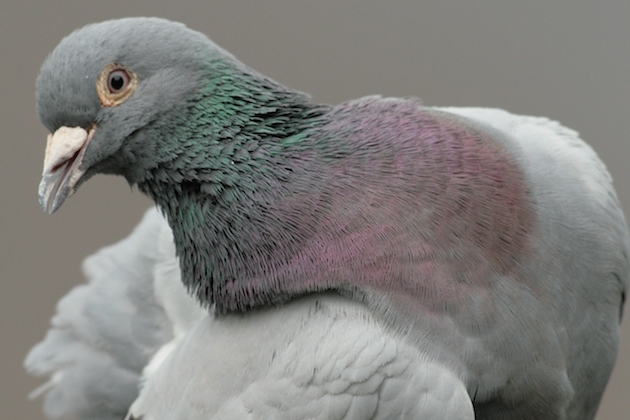 Feral Pigeon
