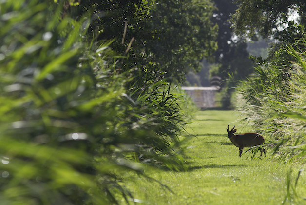 Shooting deer near houses. Is it legal?