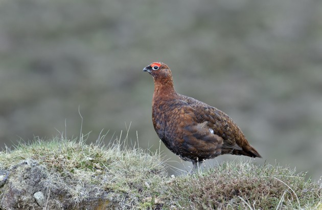 Glorious start to the grouse season