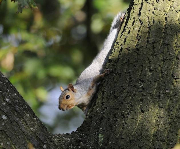 Grey squirrel