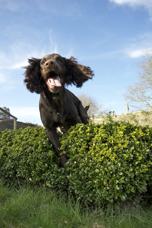 Cocker spaniel puppy learning to jump 