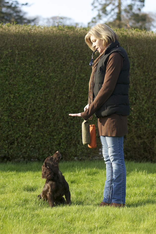 gundog training in a small garden 