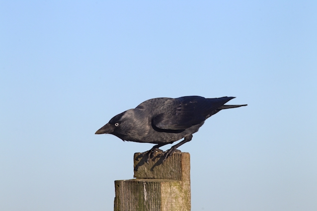 Jackdaws and rooks protected by new general licences