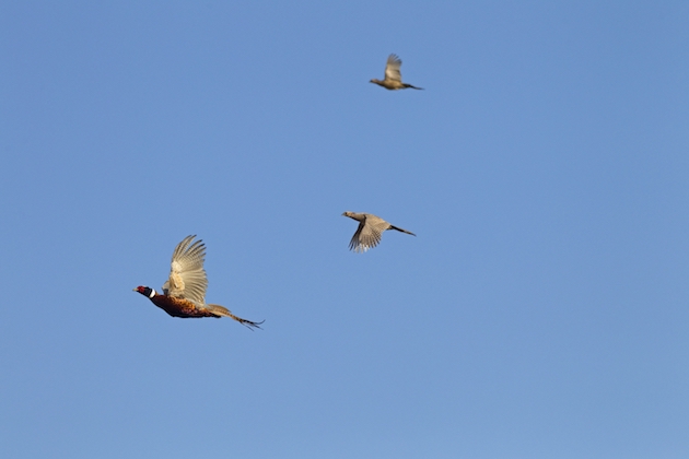 The rules you must follow when rearing gamebirds