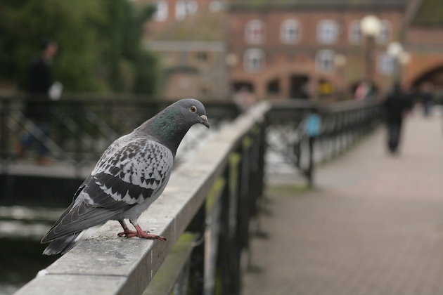 Feral pigeons