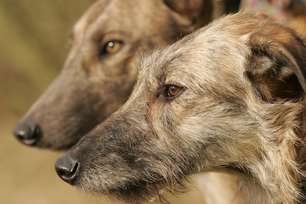 Rescue dog checklist