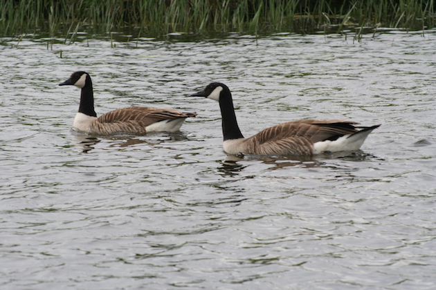Defra reissues temporary general licences ahead of deadline