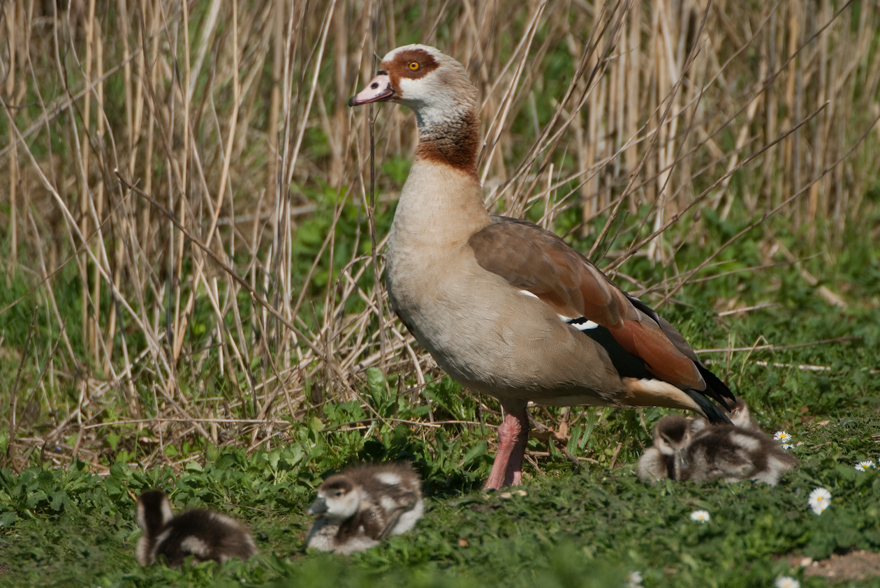 Egyptian goose: why it&#8217;s more of a duck than a goose