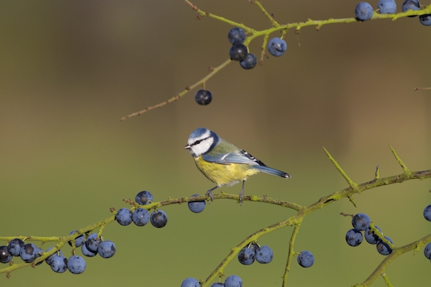 blue tits 
