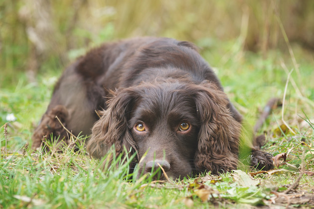 working cocker spaniel