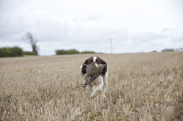 Cocker spaniel and partridge